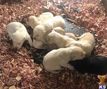 labrador retriever puppy posted by Punk Hollow